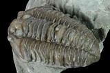 Flexicalymene Trilobite - Mt Orab, Ohio #133908-4